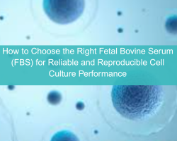 How to Choose the Right Fetal Bovine Serum (FBS) for Reliable and Reproducible Cell Culture Performance - cover